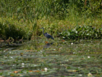 img_4996.jpg